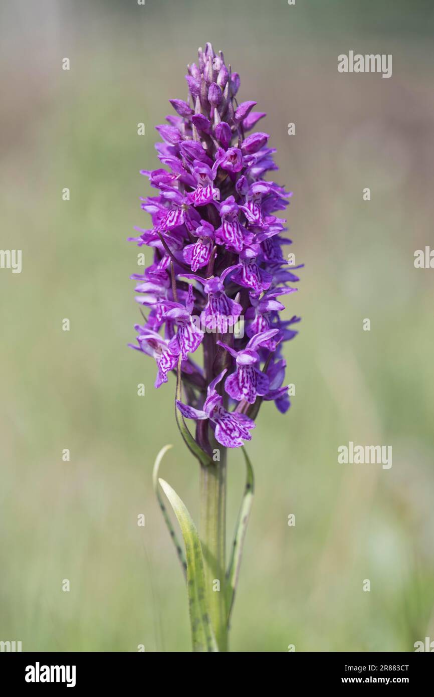 Orchidée de marais du sud (Dactylorhiza praetermissa), Emsland, Basse-Saxe, Allemagne Banque D'Images