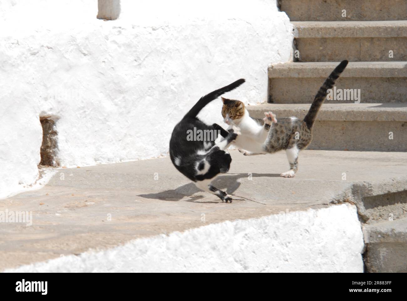 Deux chats domestiques ont un combat féroce, Dodécanèse, Grèce, deux chats ont un combat, Grèce, île Dodécanèse, chat sauvage non pedigree (felis silvestris) Banque D'Images