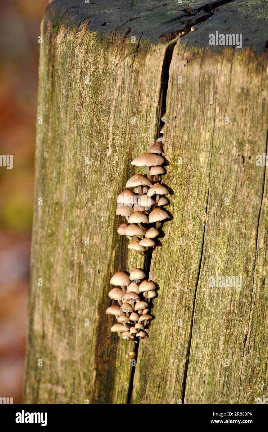 Champignons sur une bûche, champignons d'hiver (Flammulina velutipes), volants à pieds de velours Banque D'Images