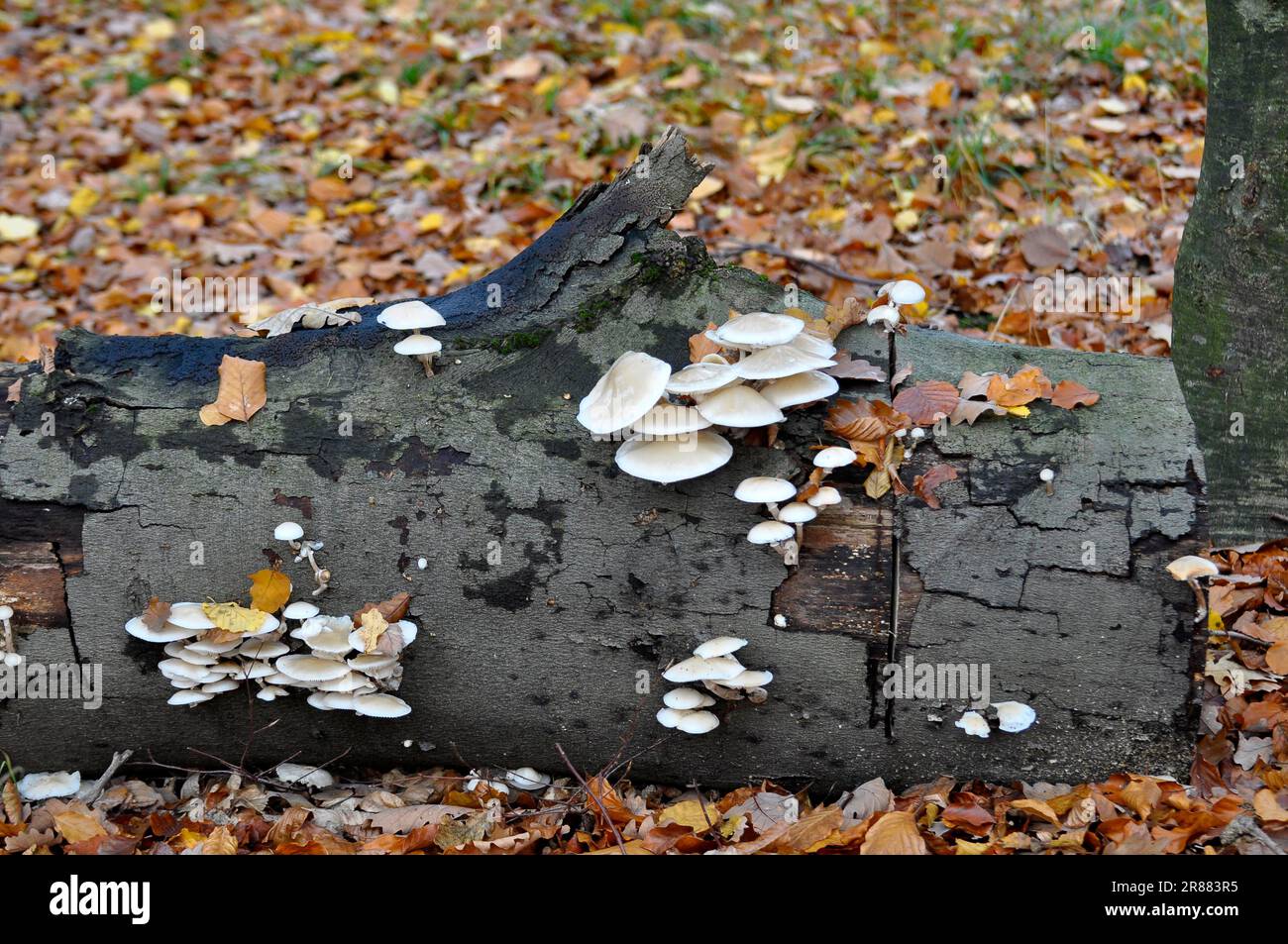 Champignon sur un tronc d'arbre dans la forêt, champignon de porcelaine (Oudemansiella mucida) Banque D'Images