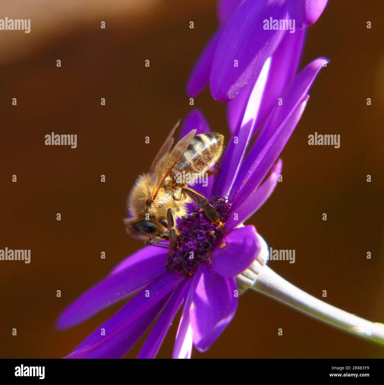 Miel, abeille sur fleur, fleur : Osteosperum Banque D'Images