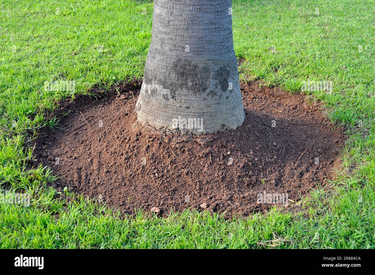 Trancher l'arbre par un palmier dans la pelouse Banque D'Images