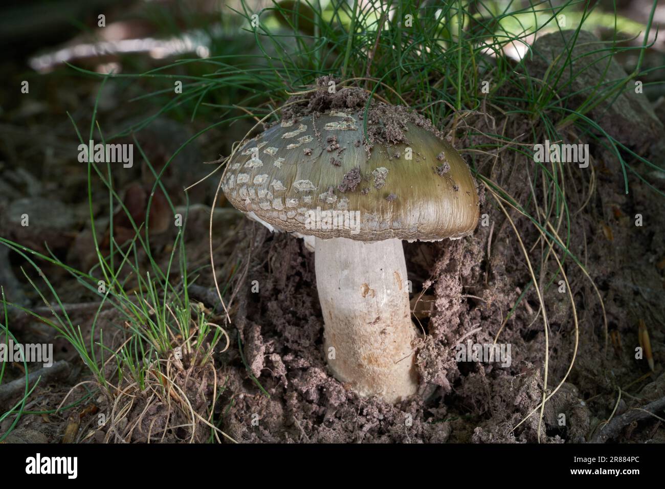Champignons comestibles Amanita excelsa dans l'herbe. Connu sous le nom de « fallatisseur » européen. Champignon amanita sauvage dans la forêt de chênes. Banque D'Images
