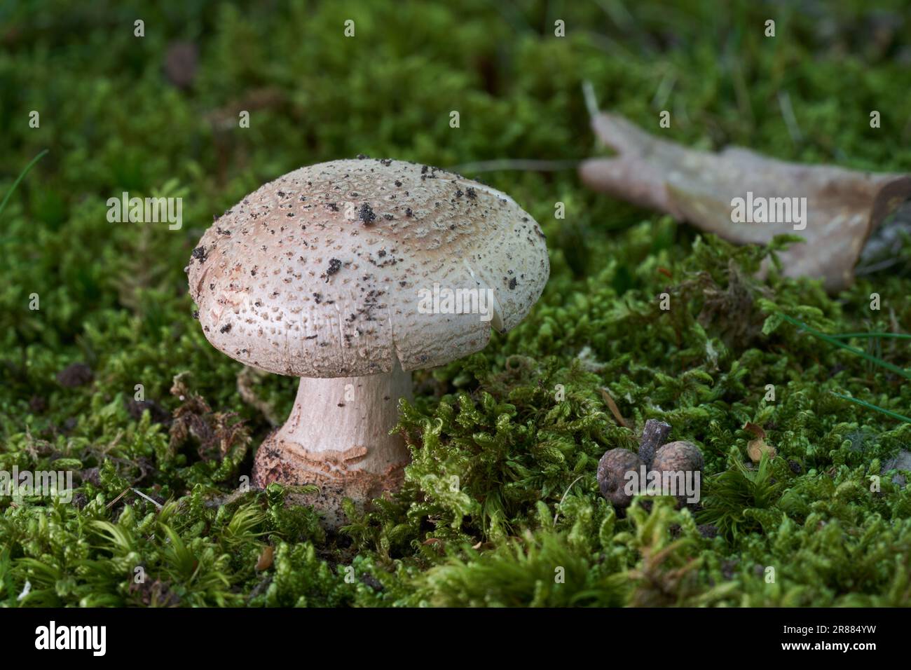 Le champignon comestible Amanita se décomène dans la mousse. Connu sous le nom de rousseur eurasien. Champignons sauvages la forêt de chênes. Banque D'Images