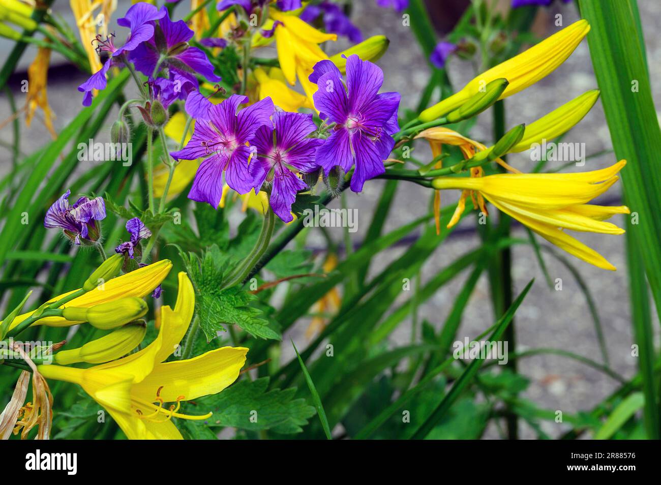 Magnifique crâne (Geranium x magnilum) et jaune daylis (Hemerocallis lioasphodelus), Allgaeu, Bavière, Allemagne Banque D'Images