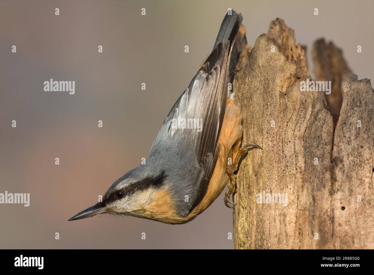 Nuthatch à l'envers Banque D'Images