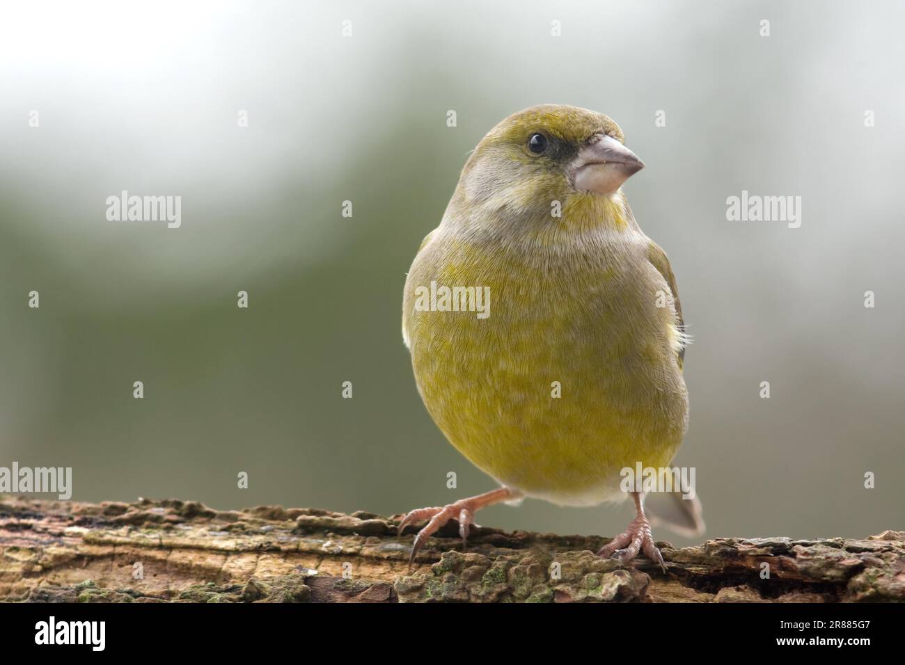 finch vert Banque D'Images