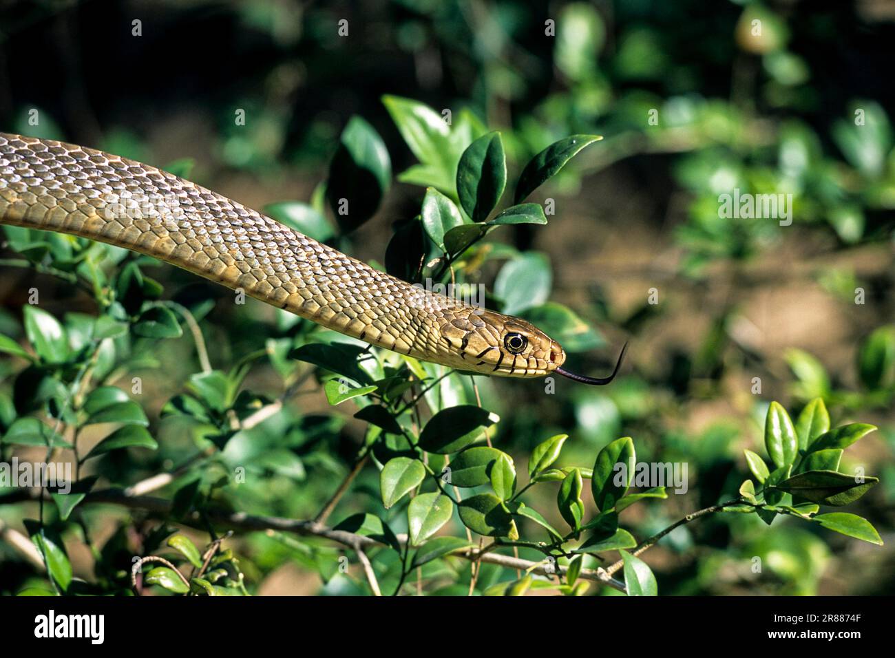 Serpent de rat (Ptyas mucosus) captif, le Madras Crocodile Bank Trust and Centre for Herpetologie près de Chennai, Tamil Nadu, Inde du Sud, Inde, Asie Banque D'Images