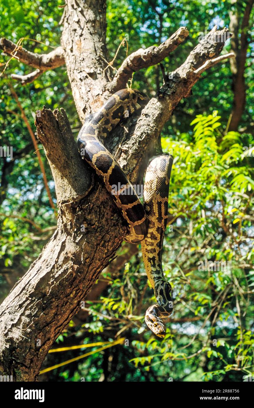 Indian Rock Python (Python molurus) captif, The Madras Crocodile Bank Trust and Center for Herpetologie près de Chennai, Tamil Nadu, Inde du Sud, Inde Banque D'Images