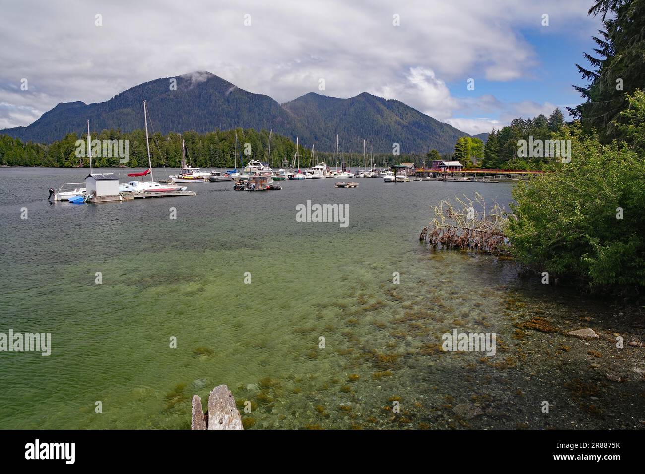 Eau transparente dans une baie avec de petits bateaux de plaisance, Tofino, forêt vierge, parc national, océan Pacifique, Île de Vancouver, Grande-Bretagne Banque D'Images