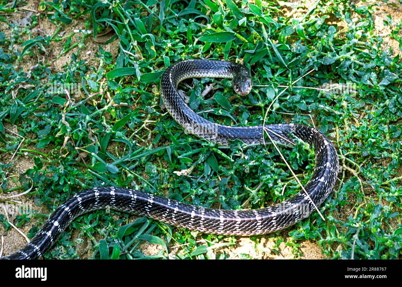 Serpent commun krait (Bungarus caeruleus) captif, le Madras Crocodile Bank Trust et le Centre d'Herpétologie près de Chennai, Tamil Nadu, Inde du Sud Banque D'Images