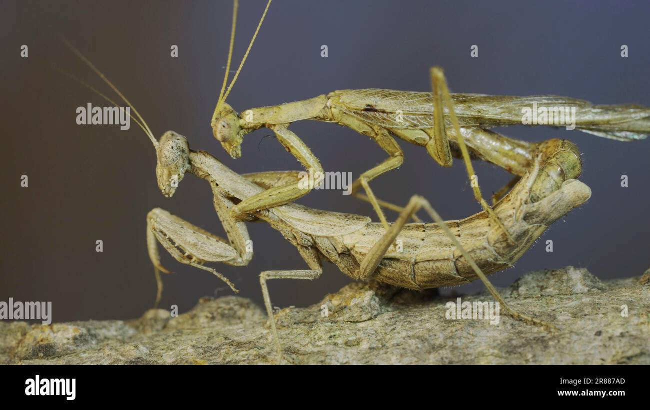 Clode-up de couple de mantis priing accouplement sur branche d'arbre. Le processus d'accouplement de la prière des mantes. Mantis de prière de Crimée (Ameles heldreichi) Banque D'Images