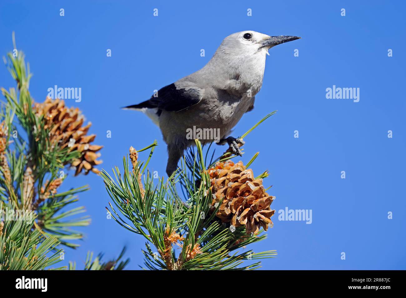 Clark's nutcracker (Nucifraga columbiana), parc national de Yellowstone, Wyoming, États-Unis Banque D'Images