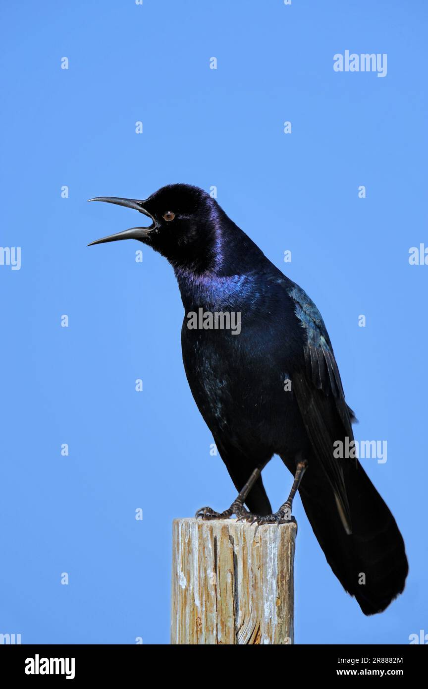 Grackle à queue de bateau (Quiscalus Major), homme, Floride, États-Unis Banque D'Images