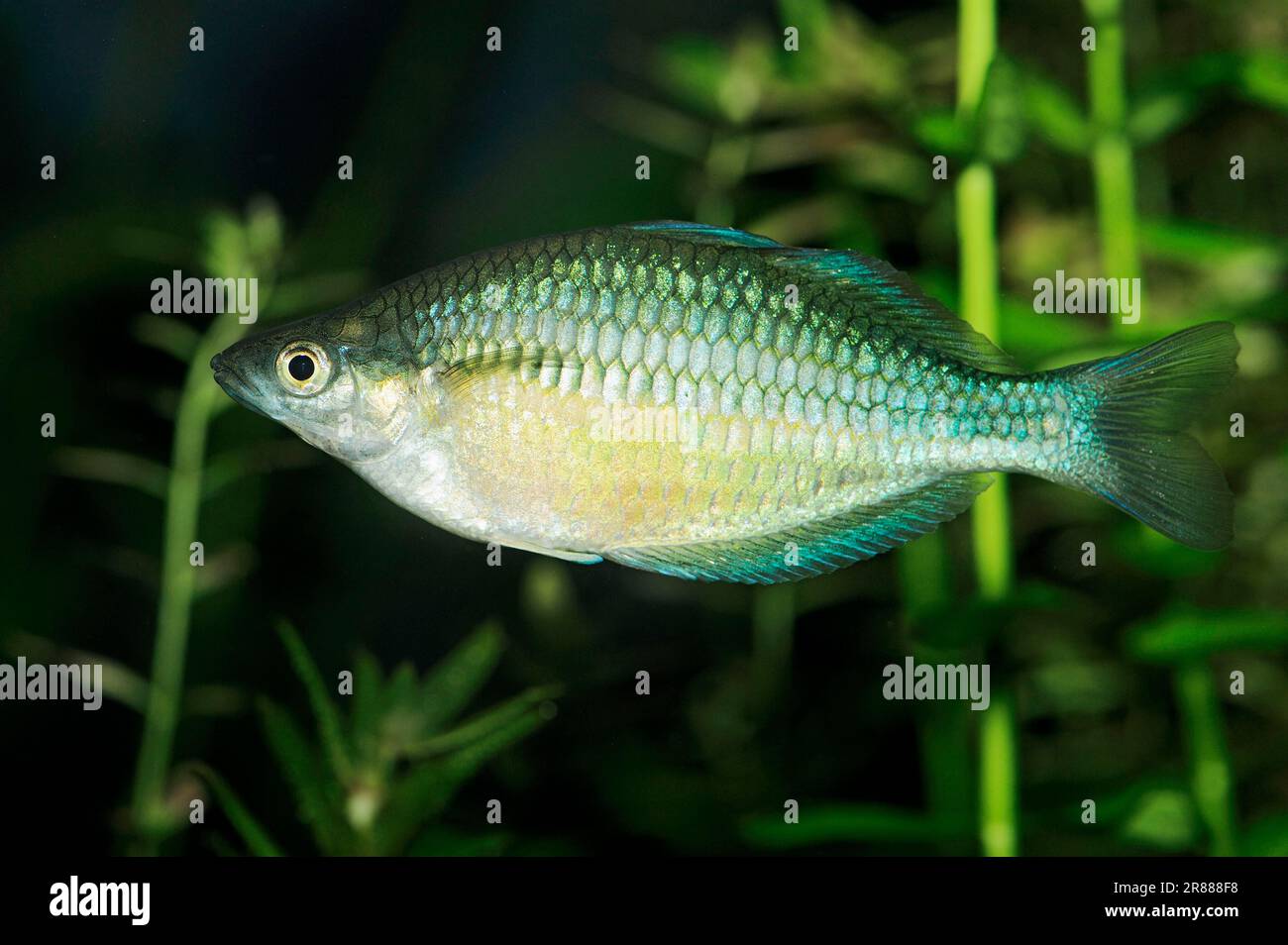 Nain femelle Banque de photographies et d’images à haute résolution - Alamy