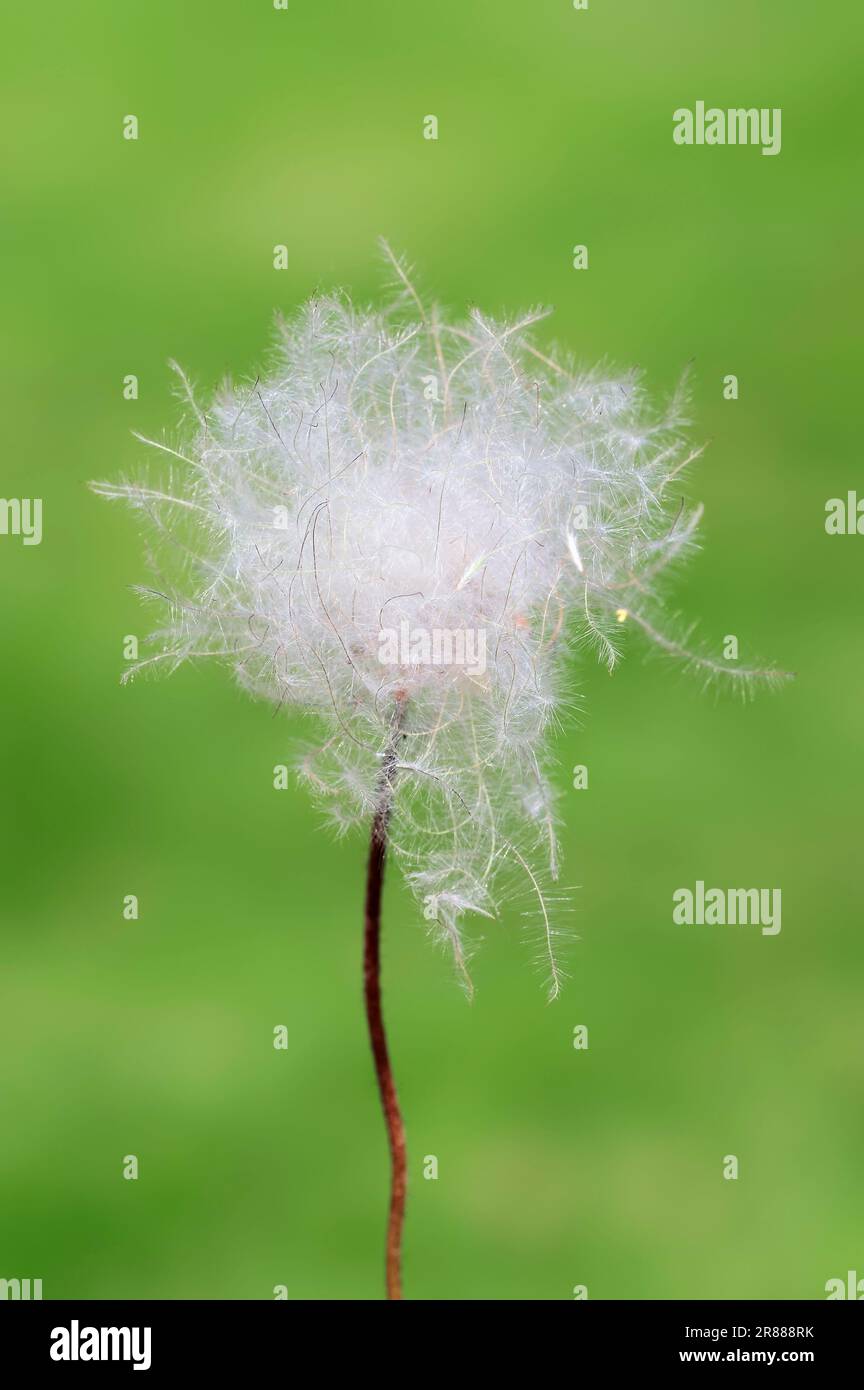 Antifleur de montagne, dryad blanc (Dryas octopetala), Allemagne Banque D'Images