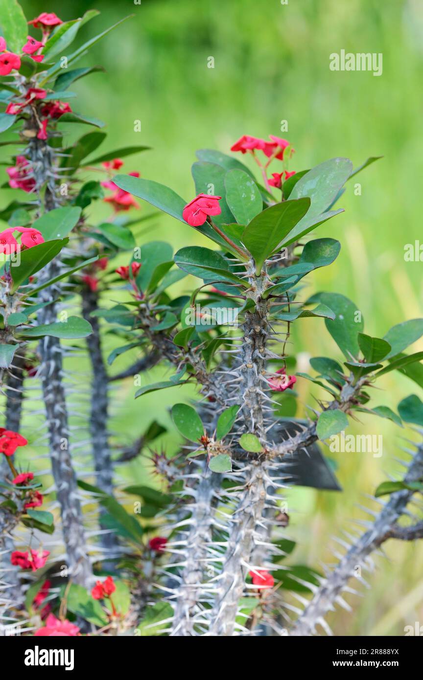 Christ Plant (Euphorbia milii) (Euphorbia splendens), CROWN-of-Thorns Banque D'Images