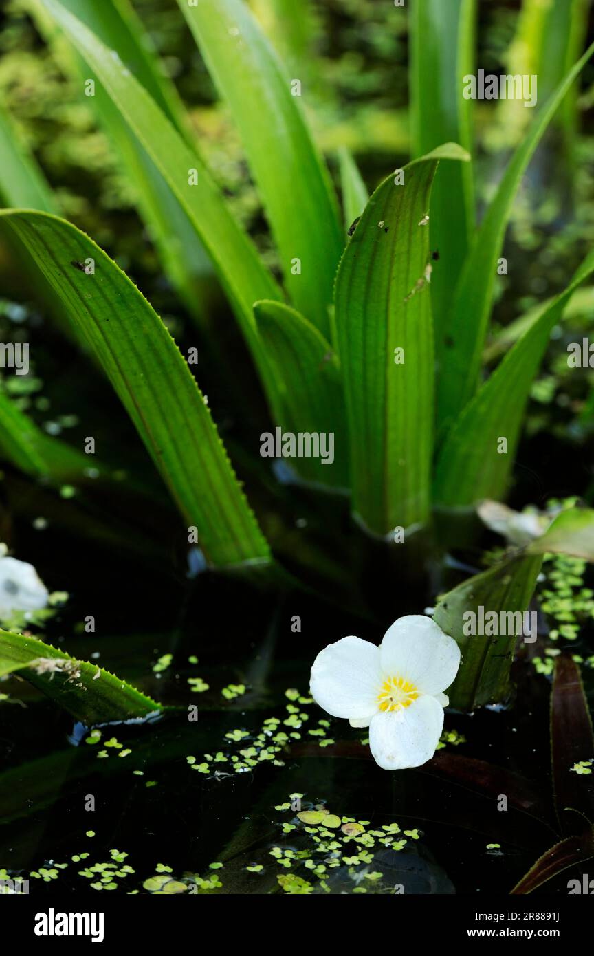 Soldats de l'eau (stratiotes aloides), Rhénanie-du-Nord-Westphalie, aloès d'eau (Hydrocharitaceae), Allemagne Banque D'Images