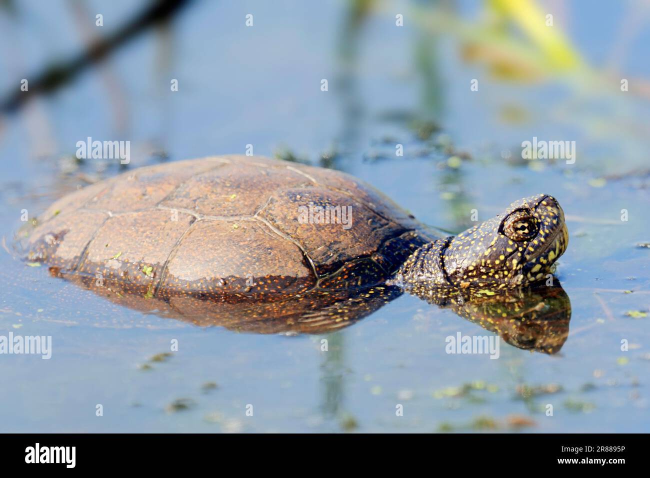 Tortue de l'Étang européenne (Emys orbicularis), Grèce, Tortue de l'Étang européen Banque D'Images