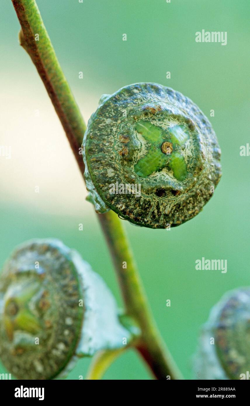 Arbre de fièvre commune, capsules de fruits, eucalyptus, eucalyptus bleu, eucalyptus commun, Gomme bleu de tasmanie (Eucalyptus globulus) Banque D'Images
