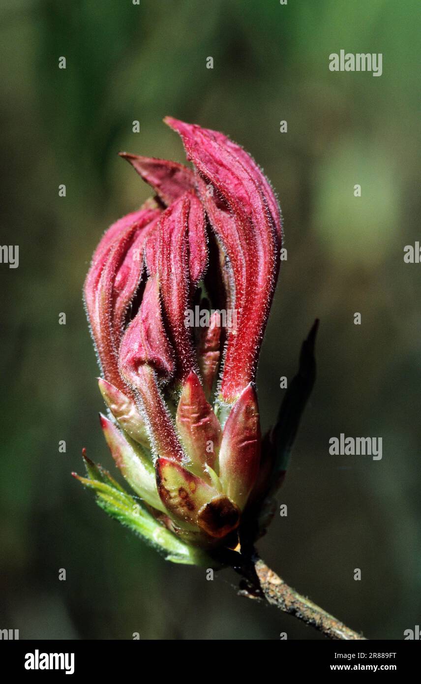 Azalée japonaise (Azalea mollis) (Azalea japonica) (Rhododendron mollis) Banque D'Images