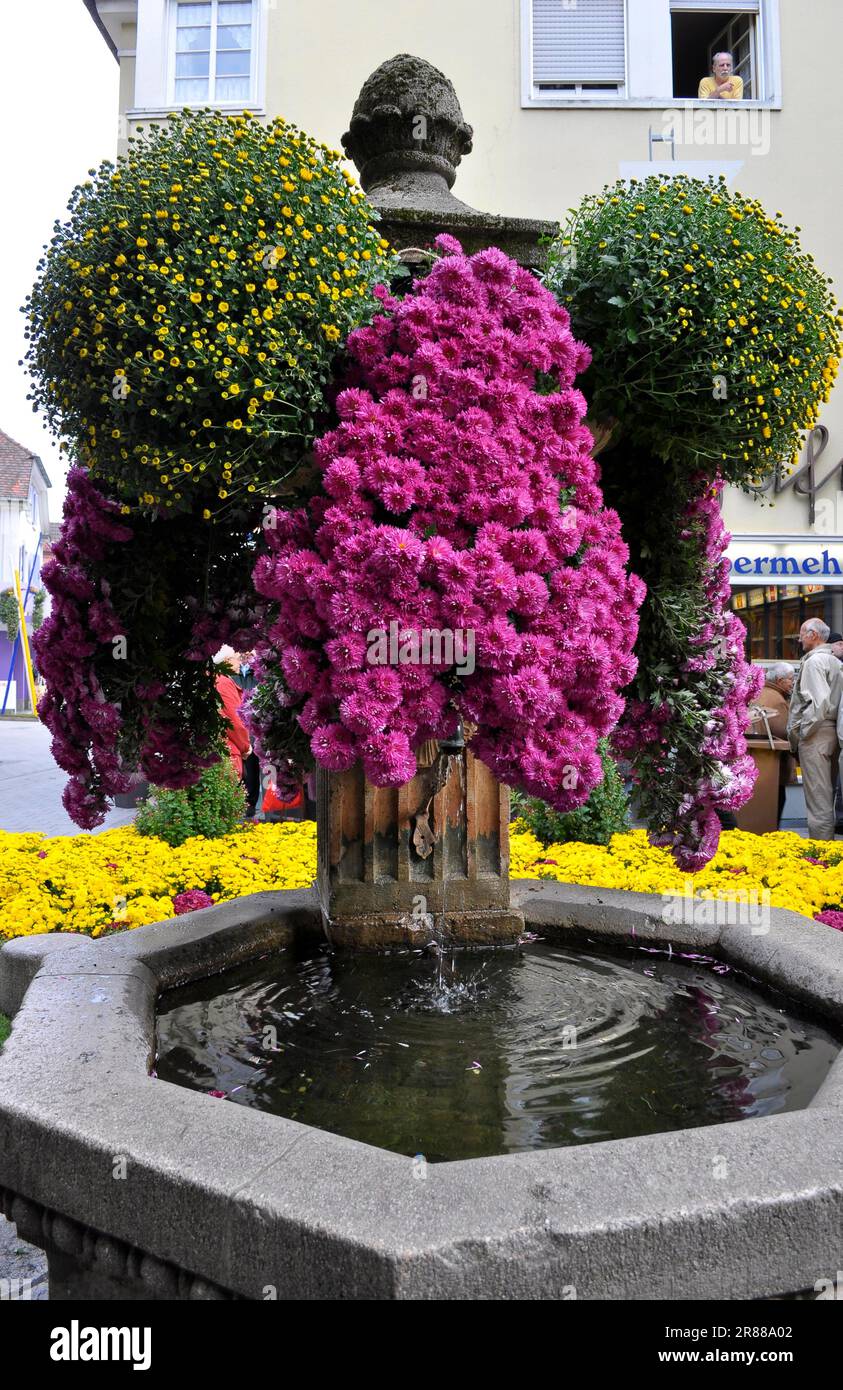 Chrysanthema à Lahr, le plus grand festival de fleurs en plein air d'Allemagne à la fin de l'automne, divers chrysanthèmes, chrysanthèmes, fontaines Banque D'Images