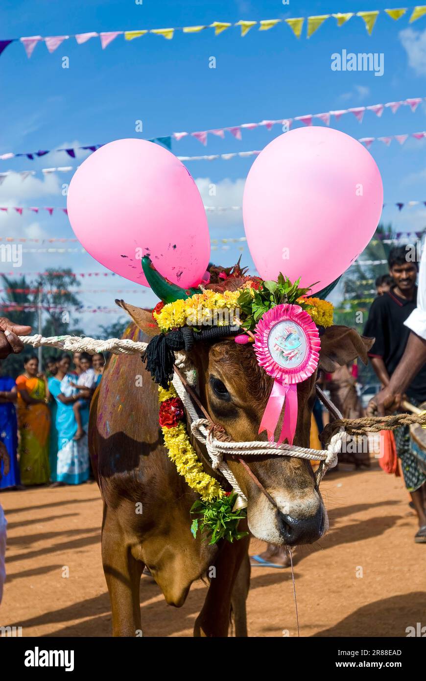 Décoration de taureau à la suite de la célébration du Pongal à Polachi, Tamil Nadu, Inde du Sud, Inde, Asie Banque D'Images