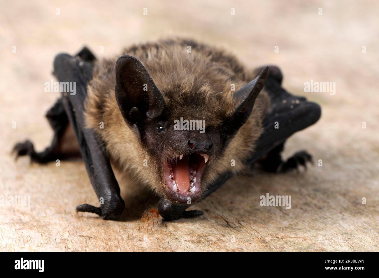 Chauve-souris (Eptesicus serotinus), chauve-souris à ailes larges, chauve-souris à ailes larges Banque D'Images