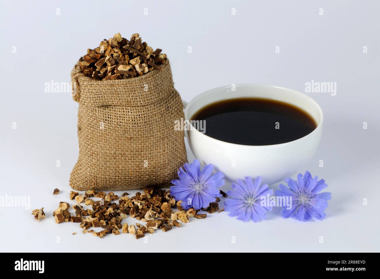 Café de racine de chicorée commune, café de racine de chicorée commune, café de racine de chicorée commune (Cichorium intybus) Banque D'Images