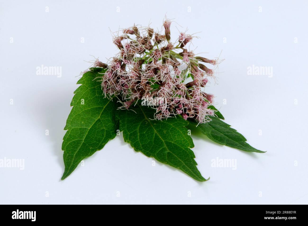 Chanvre agrimony (Eupatorium cannabinum), chanvre d'eau Banque D'Images