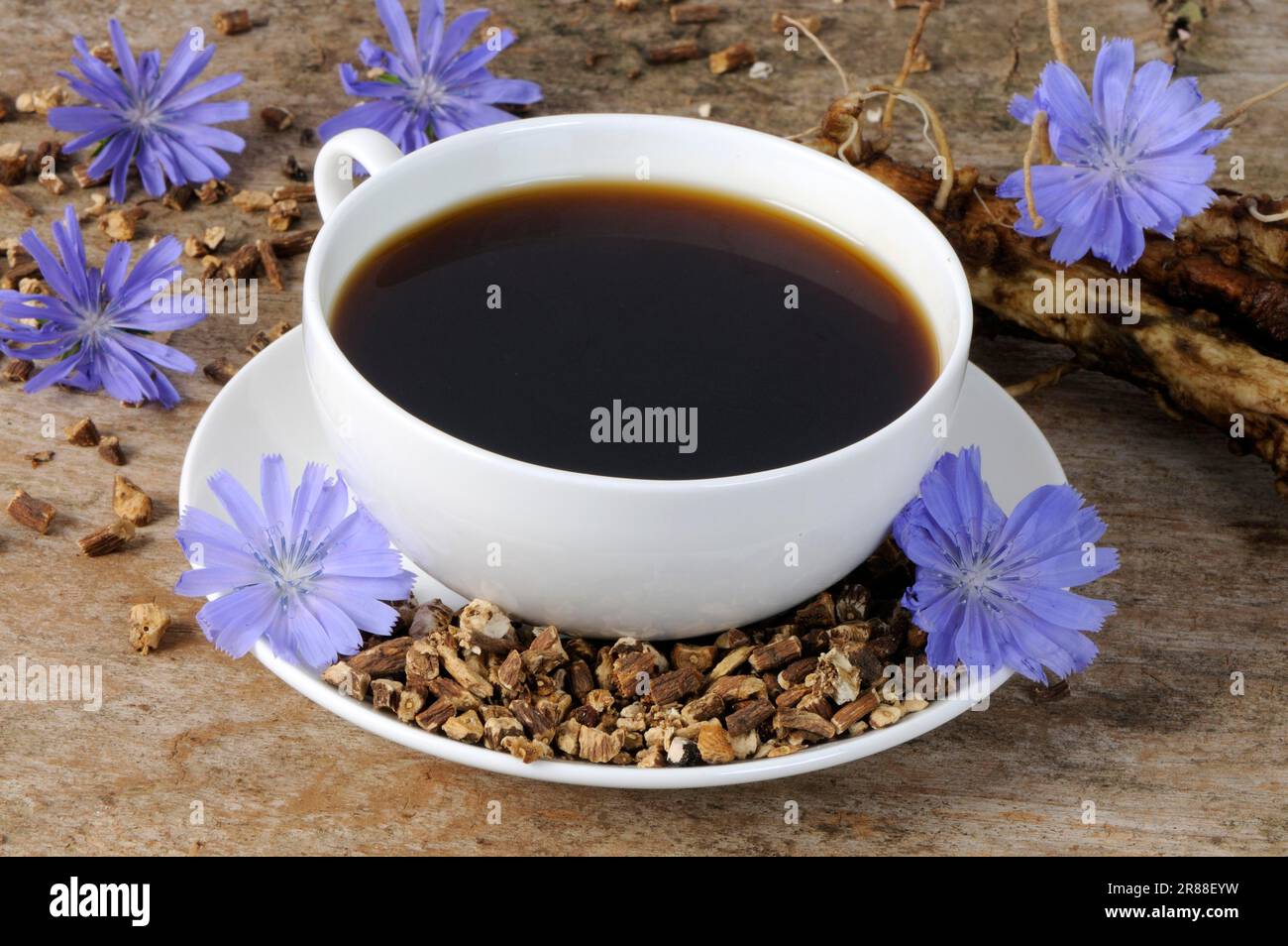 Café de racine de chicorée commune, café de racine de chicorée commune, café de racine de chicorée commune (Cichorium intybus) Banque D'Images
