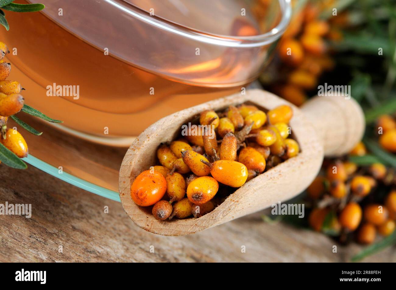 Tasse de thé d'argousier (Hippophae rhamnoides) Banque D'Images