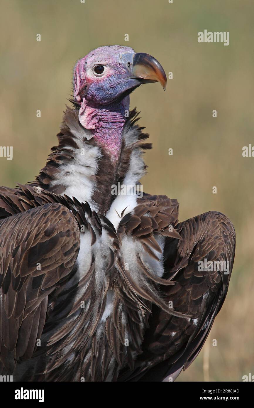 Lappet Vulture, Réserve de gibier de Maasai Mara, Kenya Banque D'Images