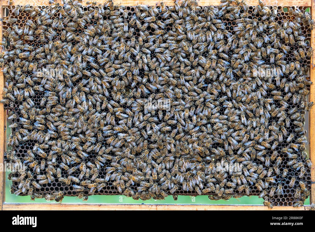 Colonie d'abeilles en nid d'abeille dans l'apier. Apiculture à la — free download