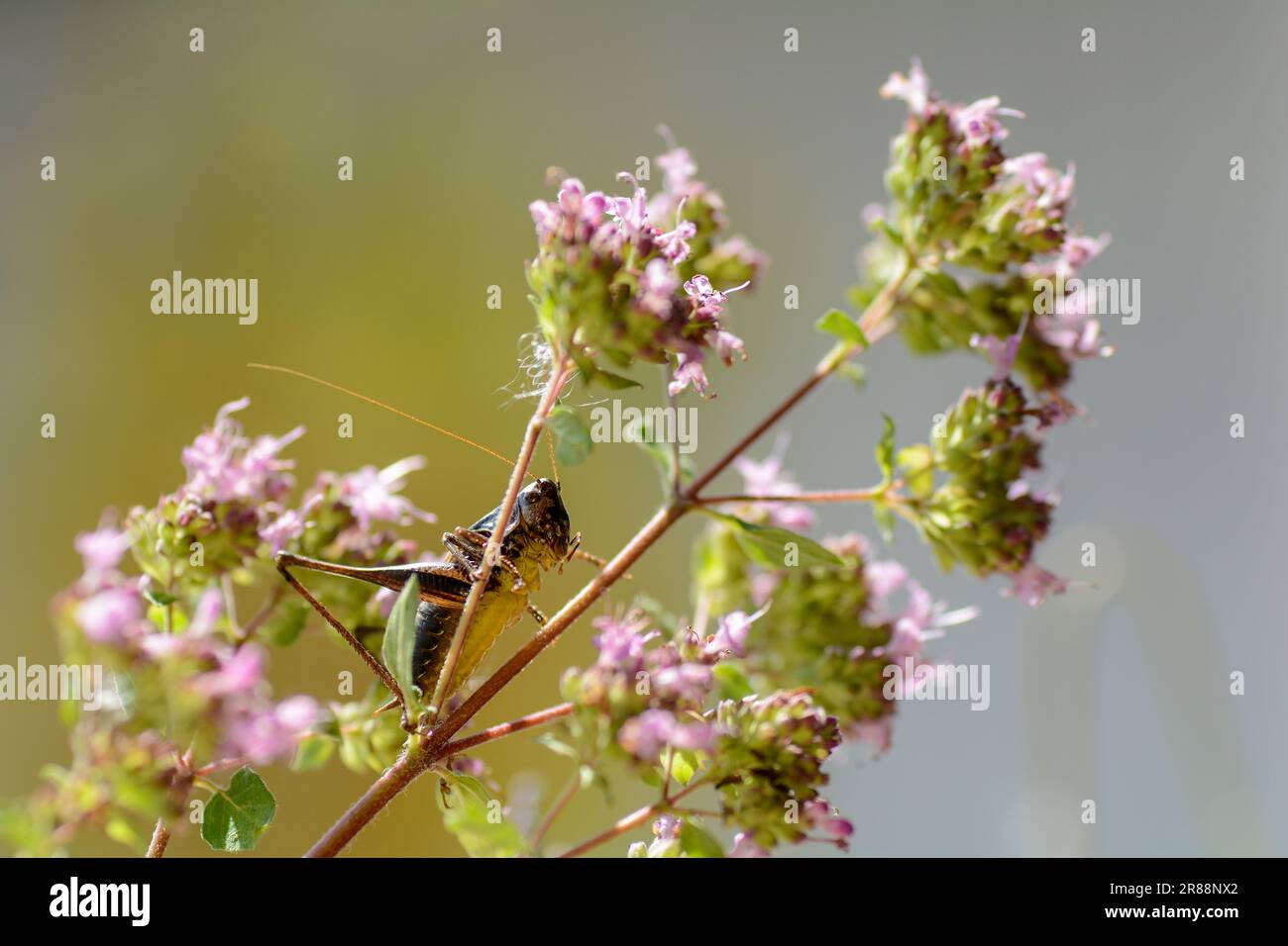 Le cricket commun du Bush ( Pholidoptera griseoaptera ) du dessous avec le ventre jaune sur une plante Banque D'Images