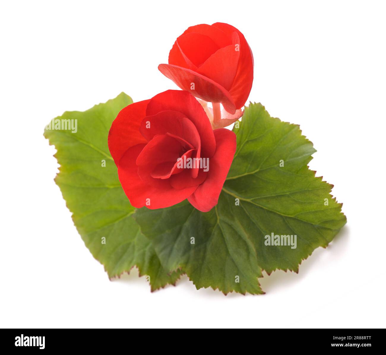 Fleurs rouges de Begonia isolées sur fond blanc Banque D'Images