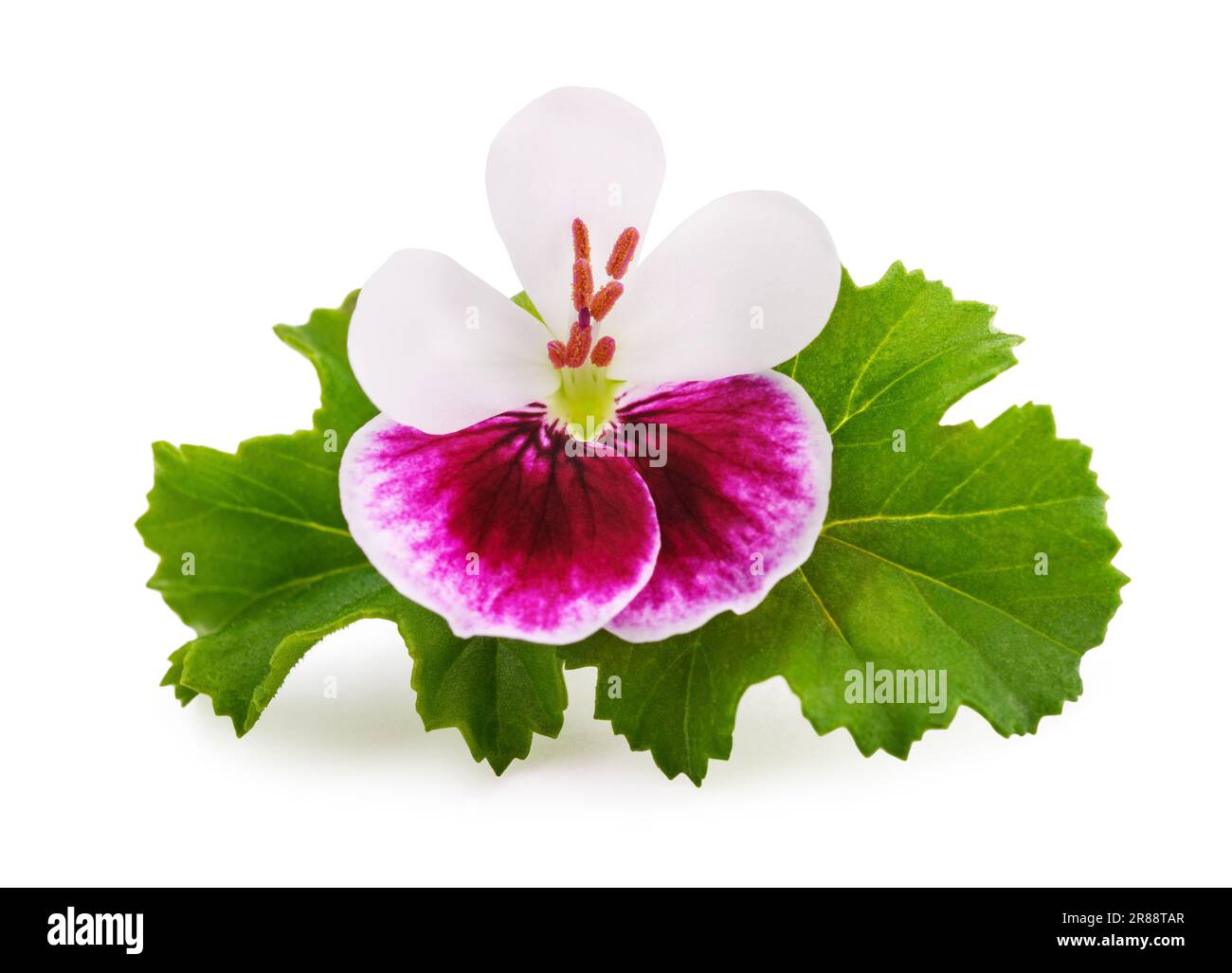 Fleur de géranium isolée sur fond blanc Banque D'Images