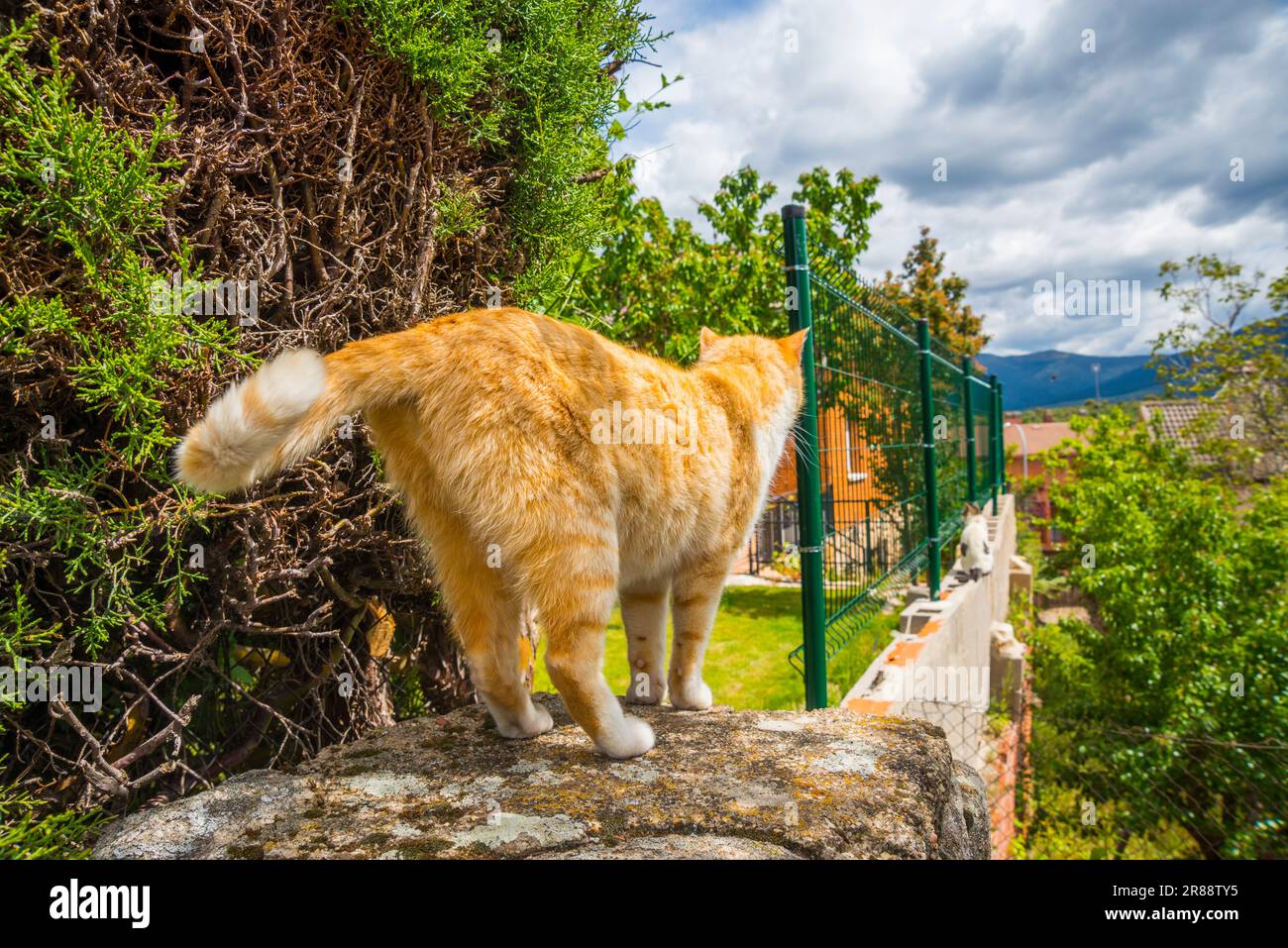 Tabby et chat blanc dans un jardin. Banque D'Images