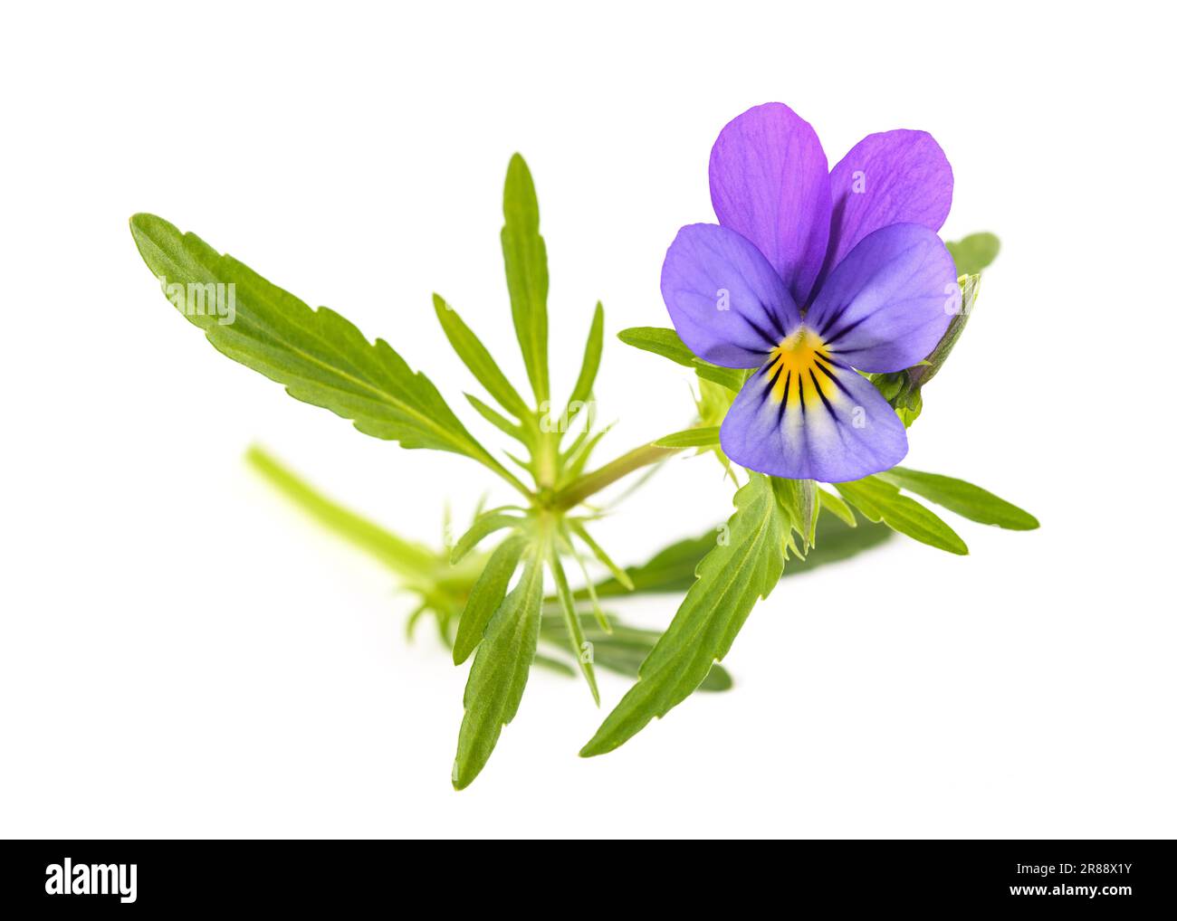 Viola tricolor isolé sur fond blanc Banque D'Images