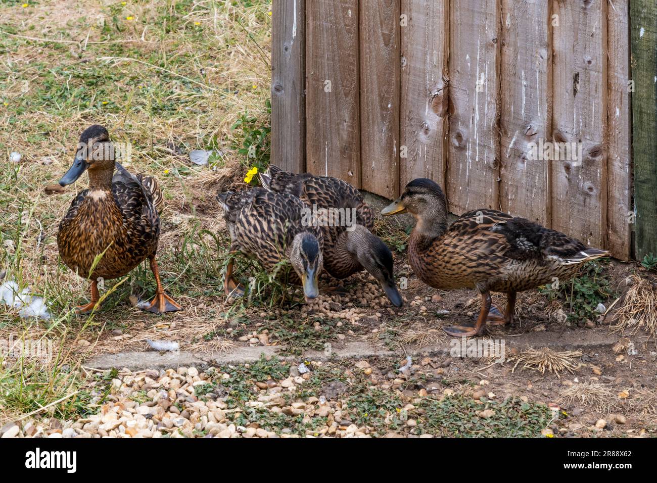 Canard malard sauvage féminin avec jeunes dans un jardin sauvage de Norfolk. Banque D'Images