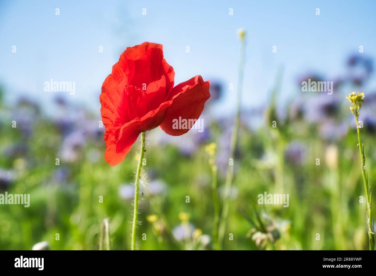 Fleur de pavot isolée dans le champ de maïs. Fleurs de maïs bleues en arrière-plan. Paysage tourné avec des fleurs. Banque D'Images