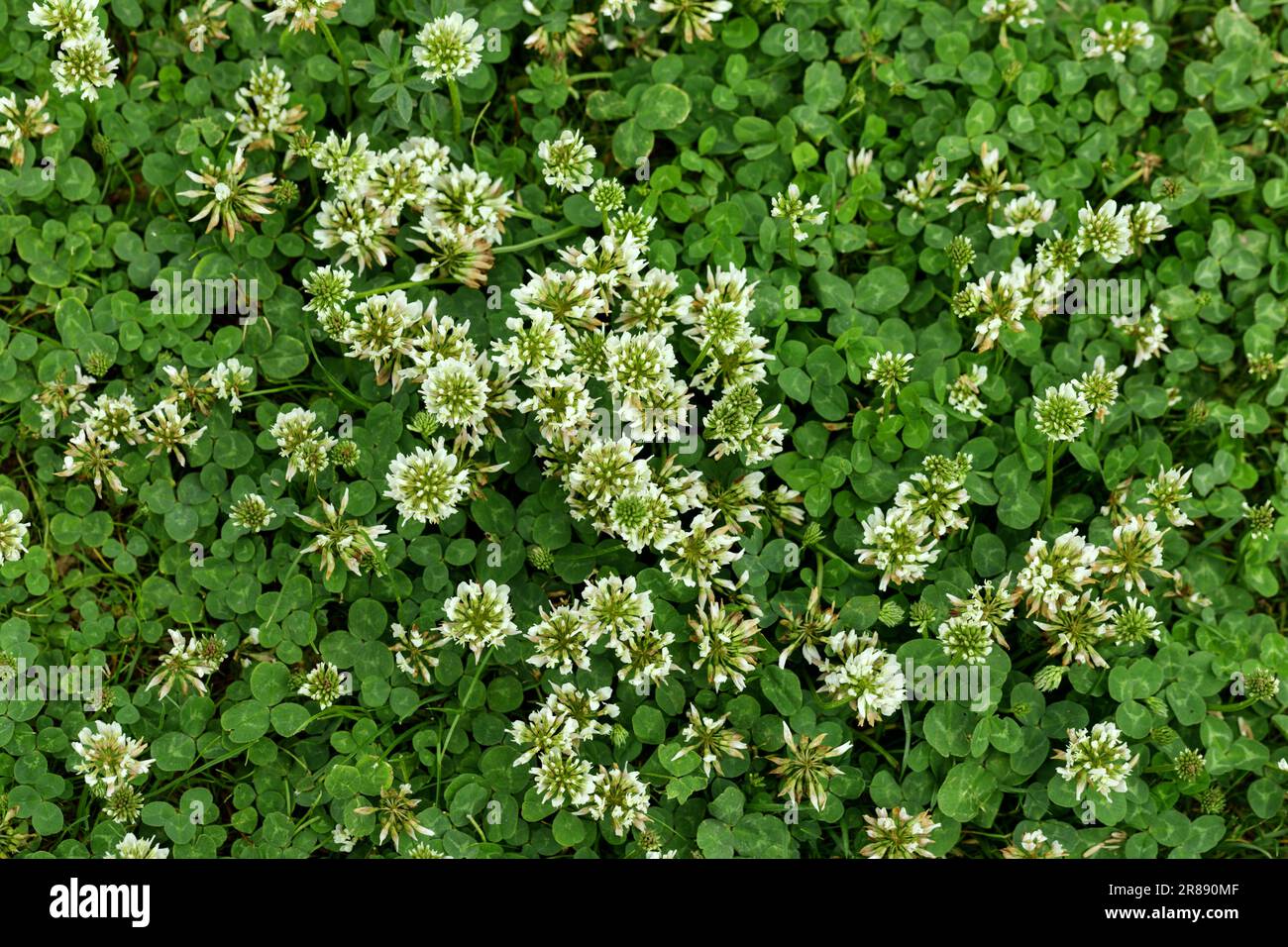 Vue de dessus pelouse avec trèfle et herbe verte. Fleurs de trèfle blanc (Trifolium repens). Arrière-plan de la nature. Banque D'Images