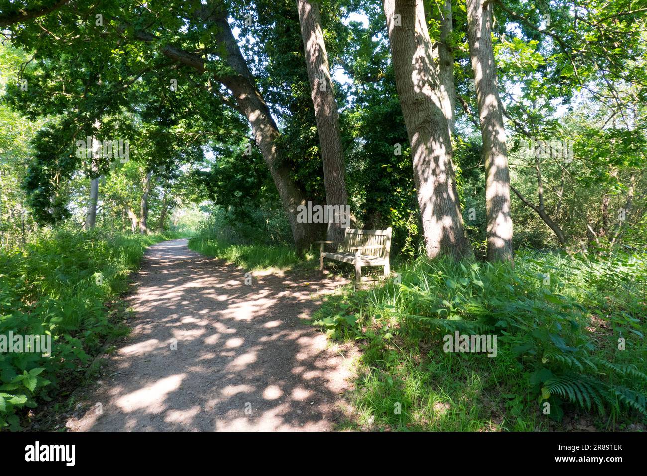 chemin boisé à feuilles caduques Banque D'Images