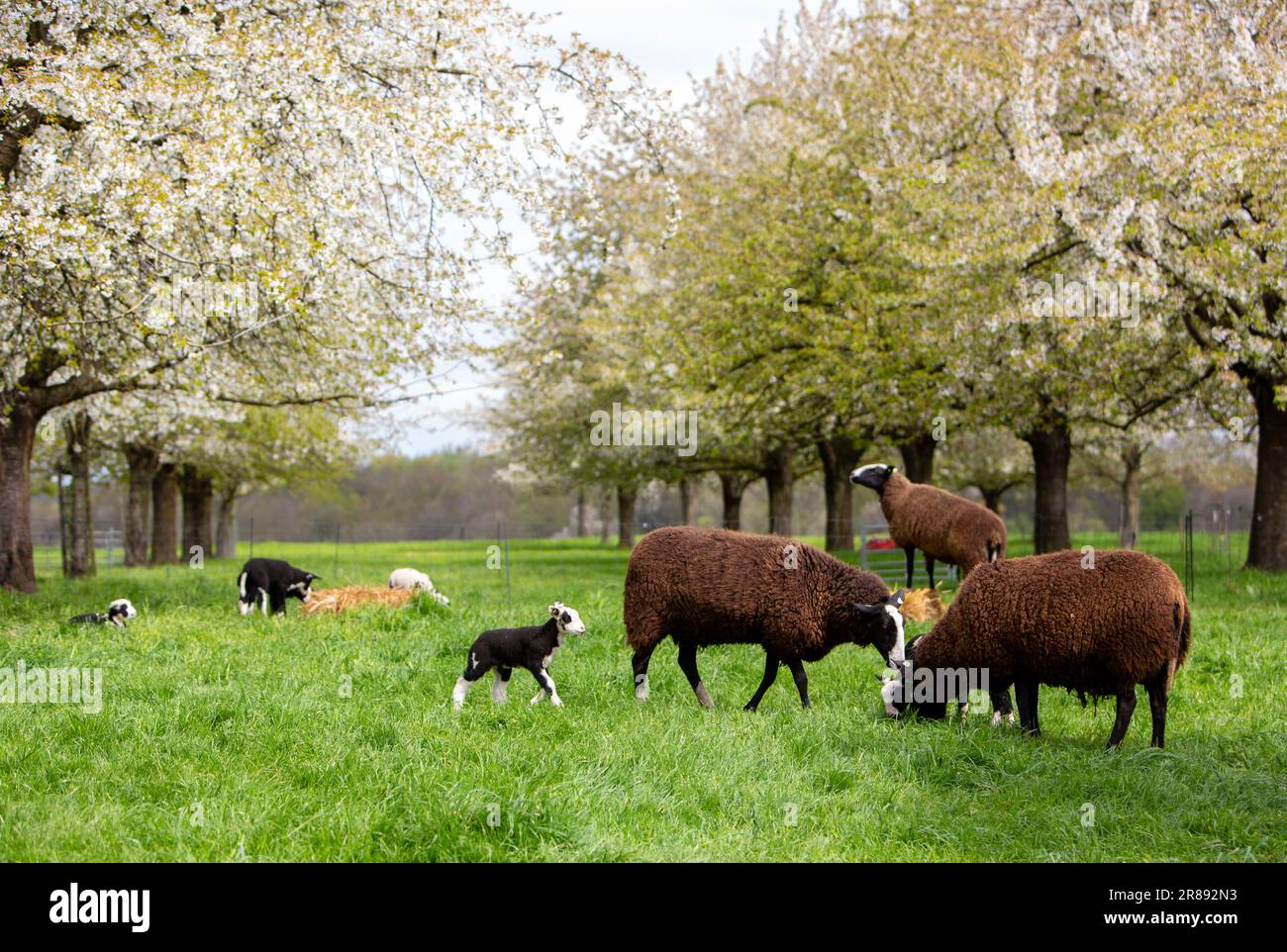 moutons et agneaux dans un pré vert près de maastricht dans la province néerlandaise de limbourg avec de jeunes arbres fruitiers au printemps Banque D'Images