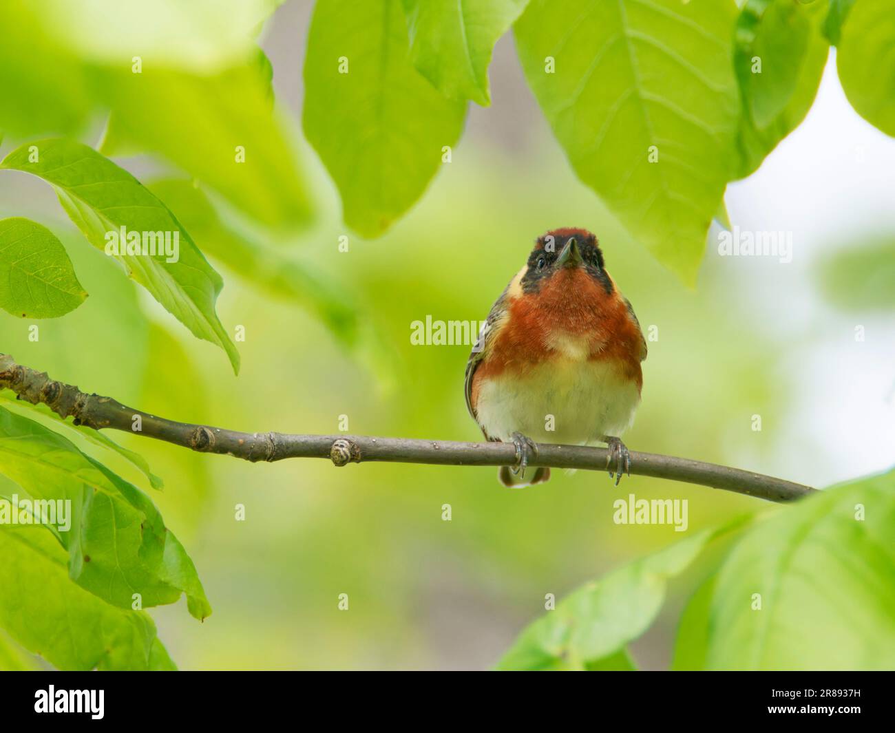 Paruline à la baie - Setophaga castanea Magee Marsh, Ohio, États-Unis BI36396 Banque D'Images