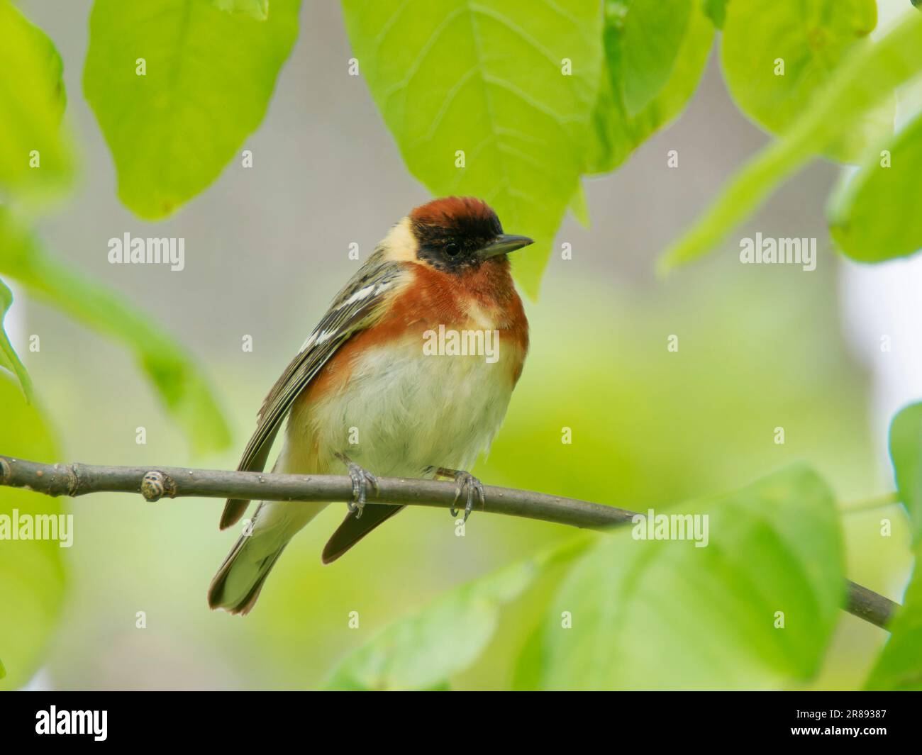 Paruline à la baie - Setophaga castanea Magee Marsh, Ohio, États-Unis BI36398 Banque D'Images