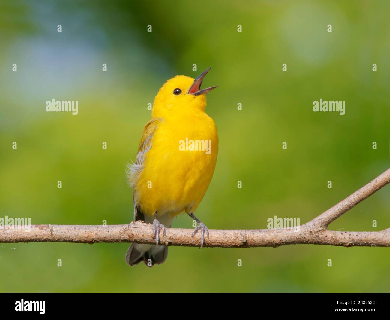 Paruline orangée - chant masculin Protonotaria citrea Magee Marsh, Ohio, États-Unis BI36608 Banque D'Images