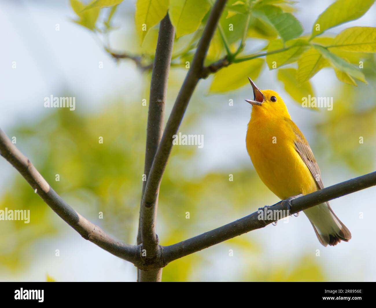 Paruline orangée - chant masculin Protonotaria citrea Magee Marsh, Ohio, États-Unis BI36612 Banque D'Images
