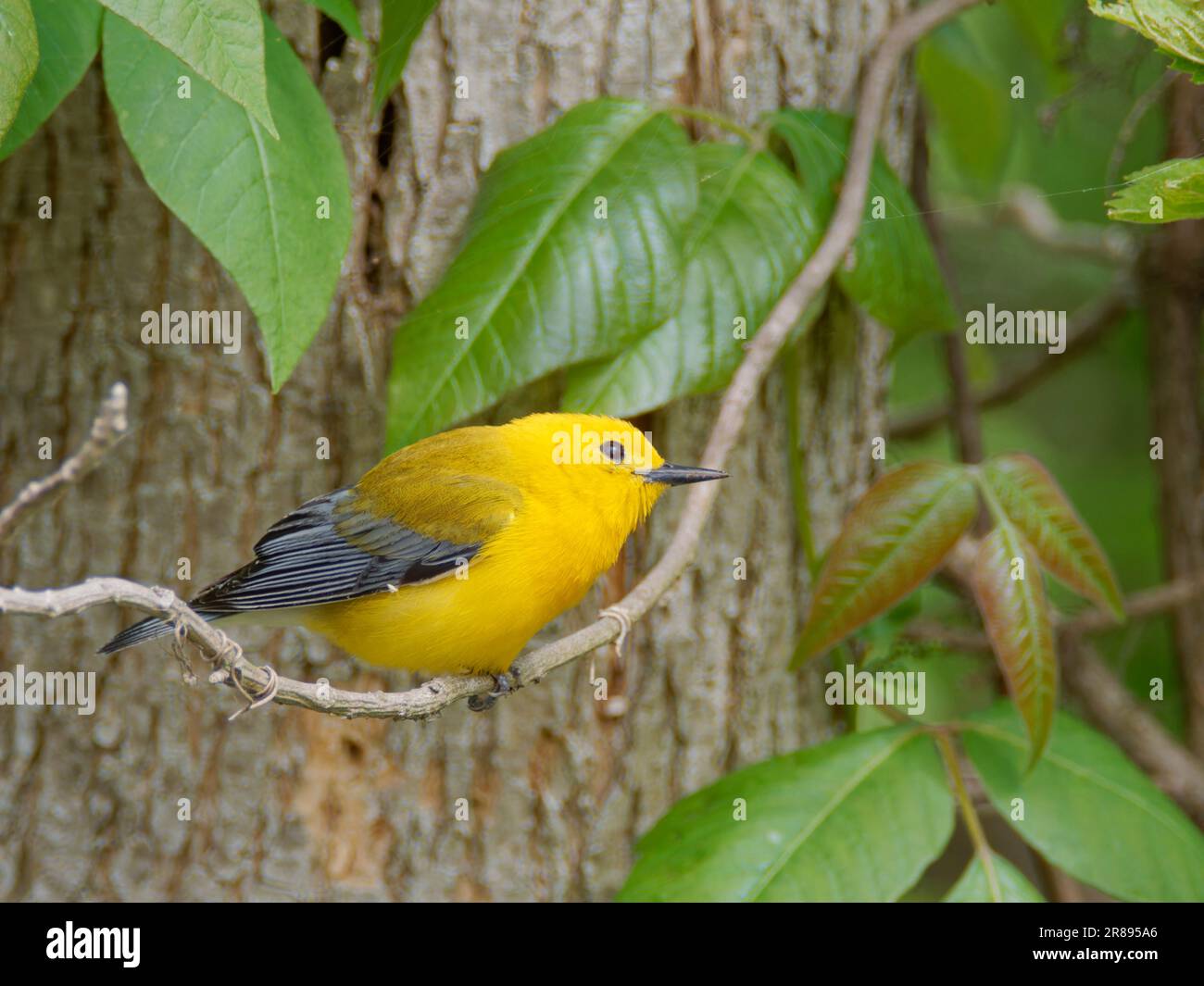 Paruline orangée Protonotaria citrea Magee Marsh, Ohio, États-Unis BI36625 Banque D'Images