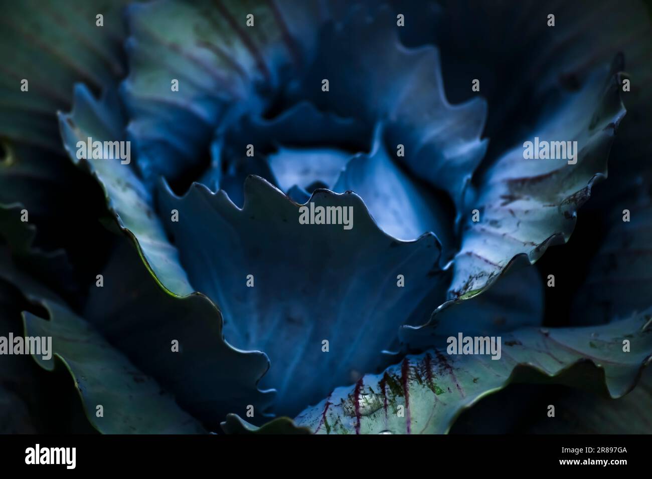 gros plan sur la photographie de chou Banque D'Images